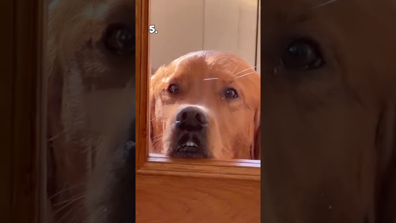 Top 5 Dogs of the Week