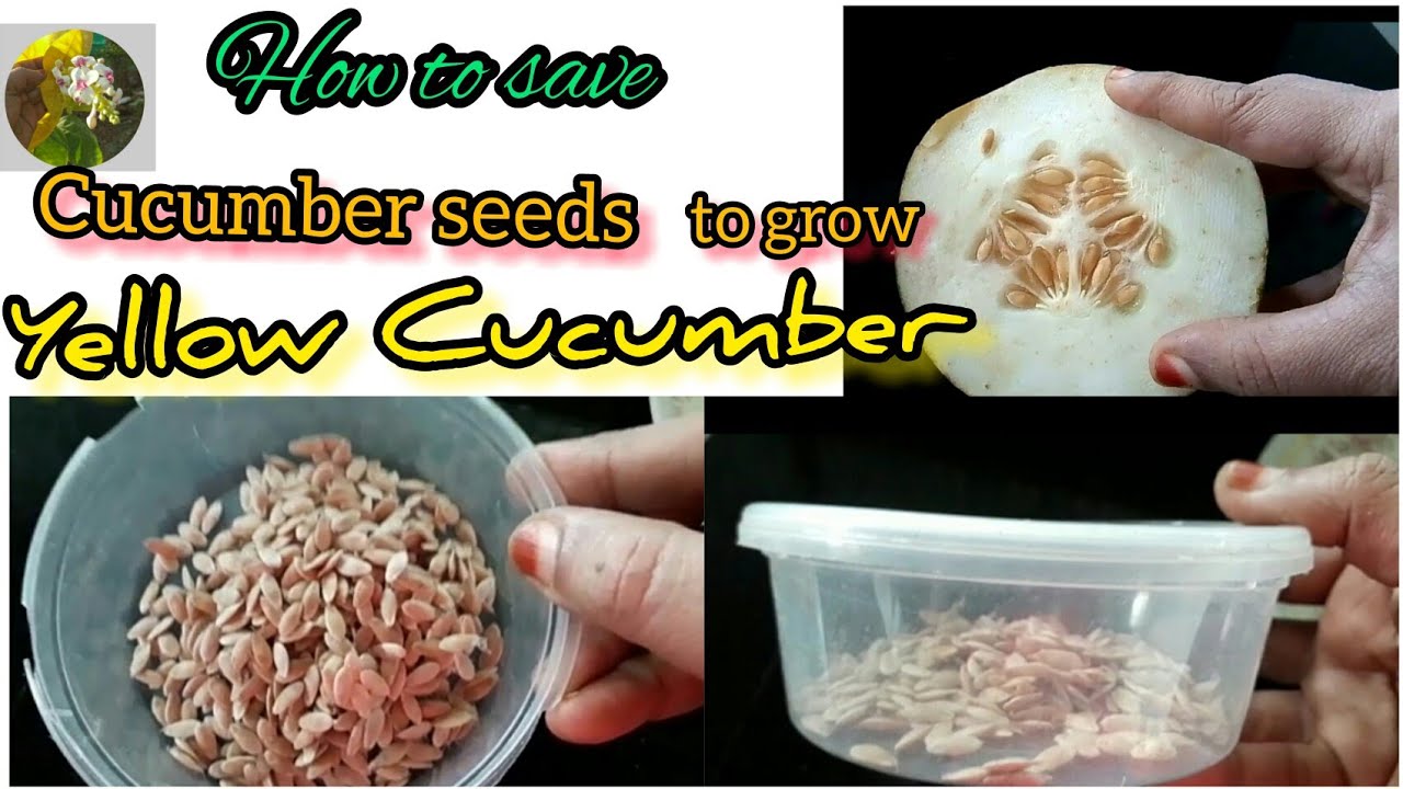 How to save Cucumber Seeds to grow | how to collect cucumber seeds |yellow cucumber |gardening|seeds