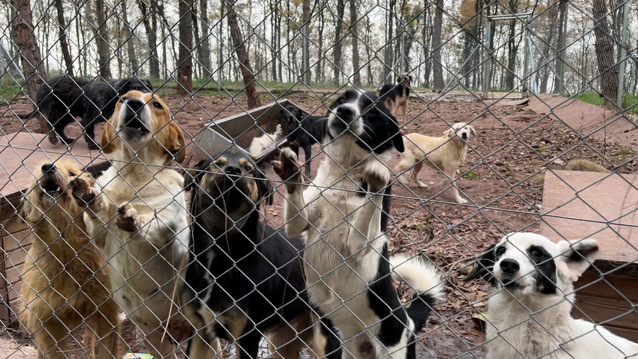 Куда подевались все эти собаки?