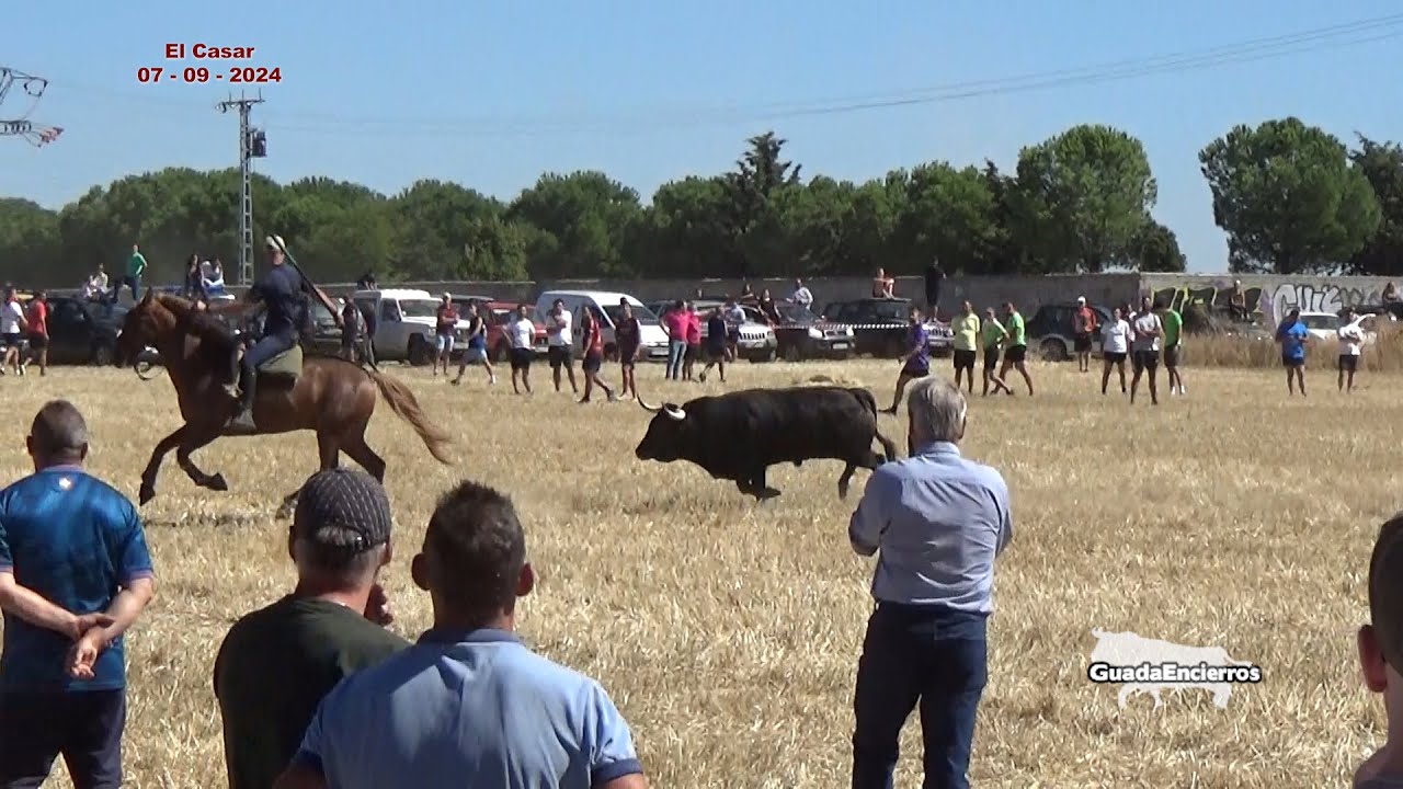 Encierro de El Casar con Cuatro Toros 07 - 09 - 2024 GuadaEncierros