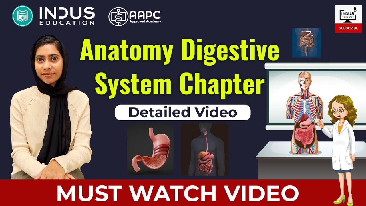 Anatomy, Digestive System, Medical coding
