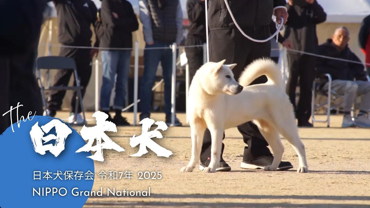 BOB & BIS: NIHON KEN HOZONKAI NIPPO Grand National 2025 令和７年度 公益社団法人日本犬保存会第１２０回全国展覧会 「最高賞・大臣賞」