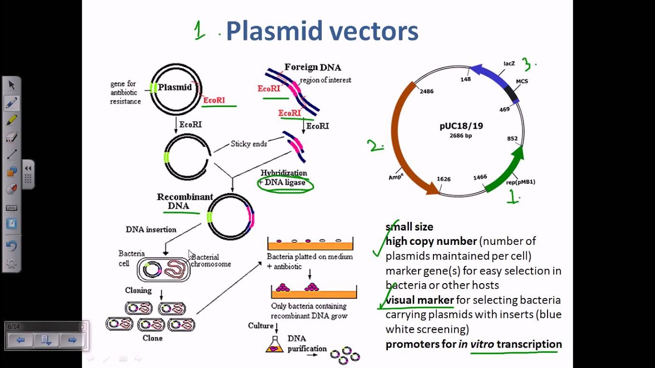 Plasmid as a cloning vector
