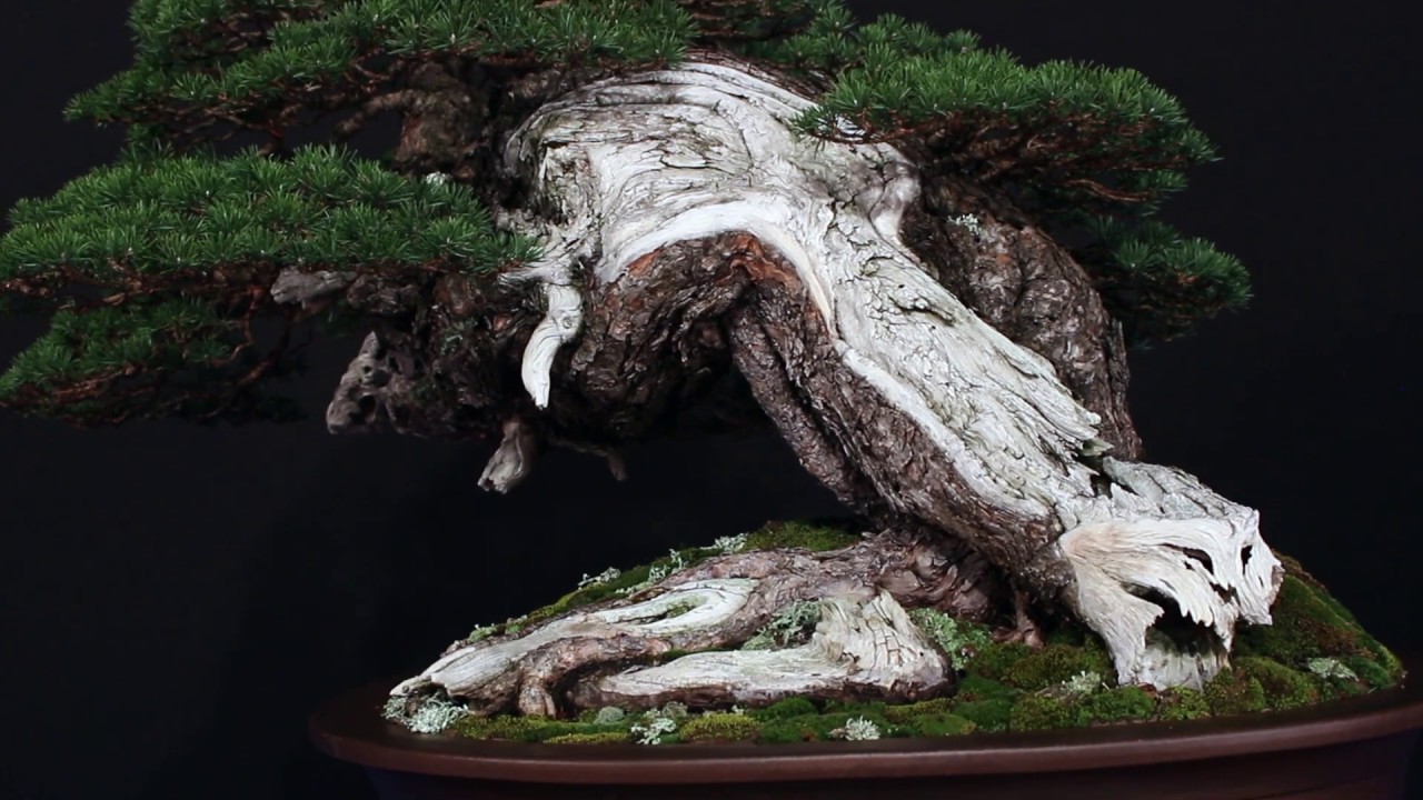 20 years Trophy - the 2019 Bonsai exhibition
