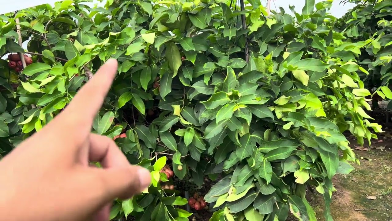 Mận hồng MST mang trái nhiều chăm sóc sao cho đúng cách để đạt được hiệu quả cao…