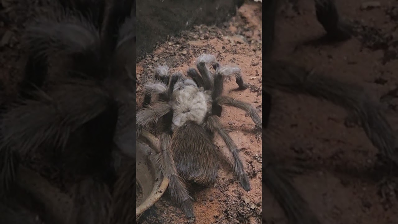 Desert Blonde Tarantula Up Close 🕷️✨