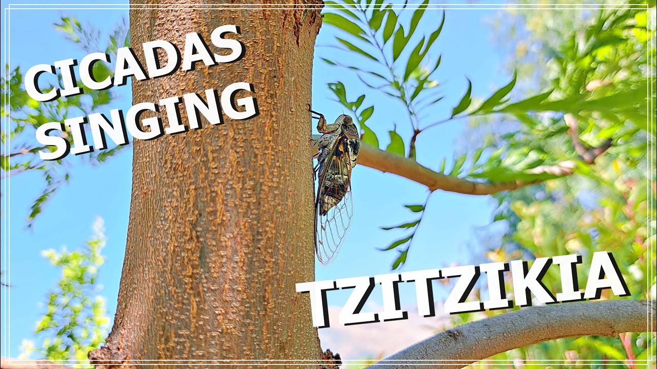 Missing summer? Watch this! Τζιτζίκια: ο ήχος του καλοκαιριού-Cicadas singing- the sound of summer