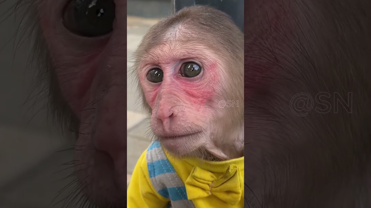 Dad Says Goodbye to Cubis &ndash; On the Way to the Hospital! 😥 #monkey #babymonkey #animals