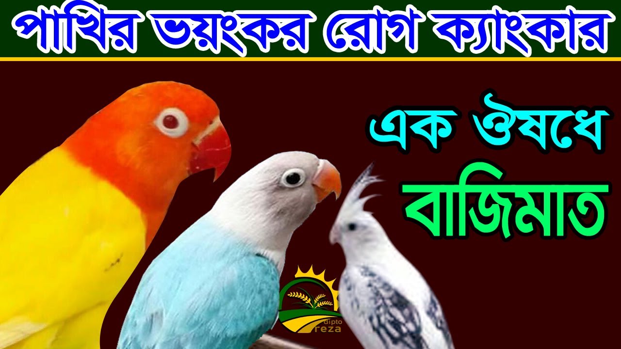 পাখির ক‍্যংকার রোগের কারন , লক্ষন ও চিকিৎসা।।Canker treatment for Birds