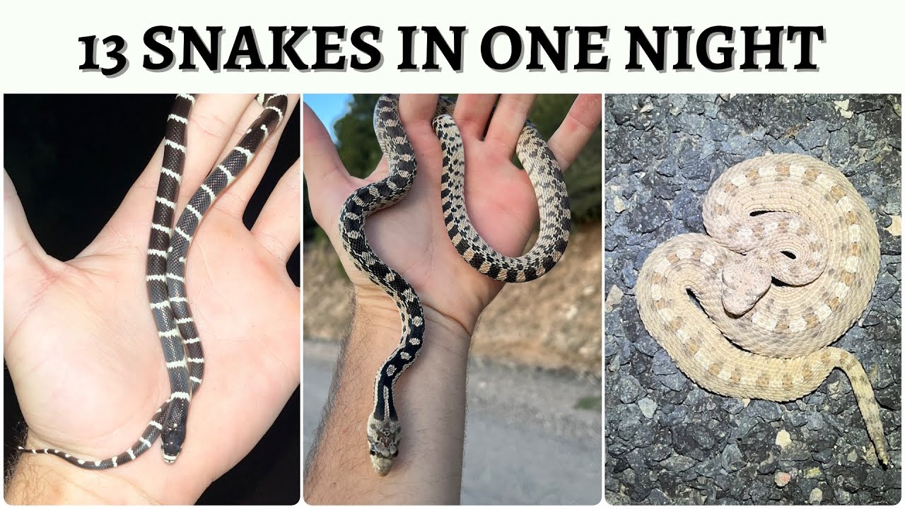 TONS of SNAKES Crossing the Road in Utah!