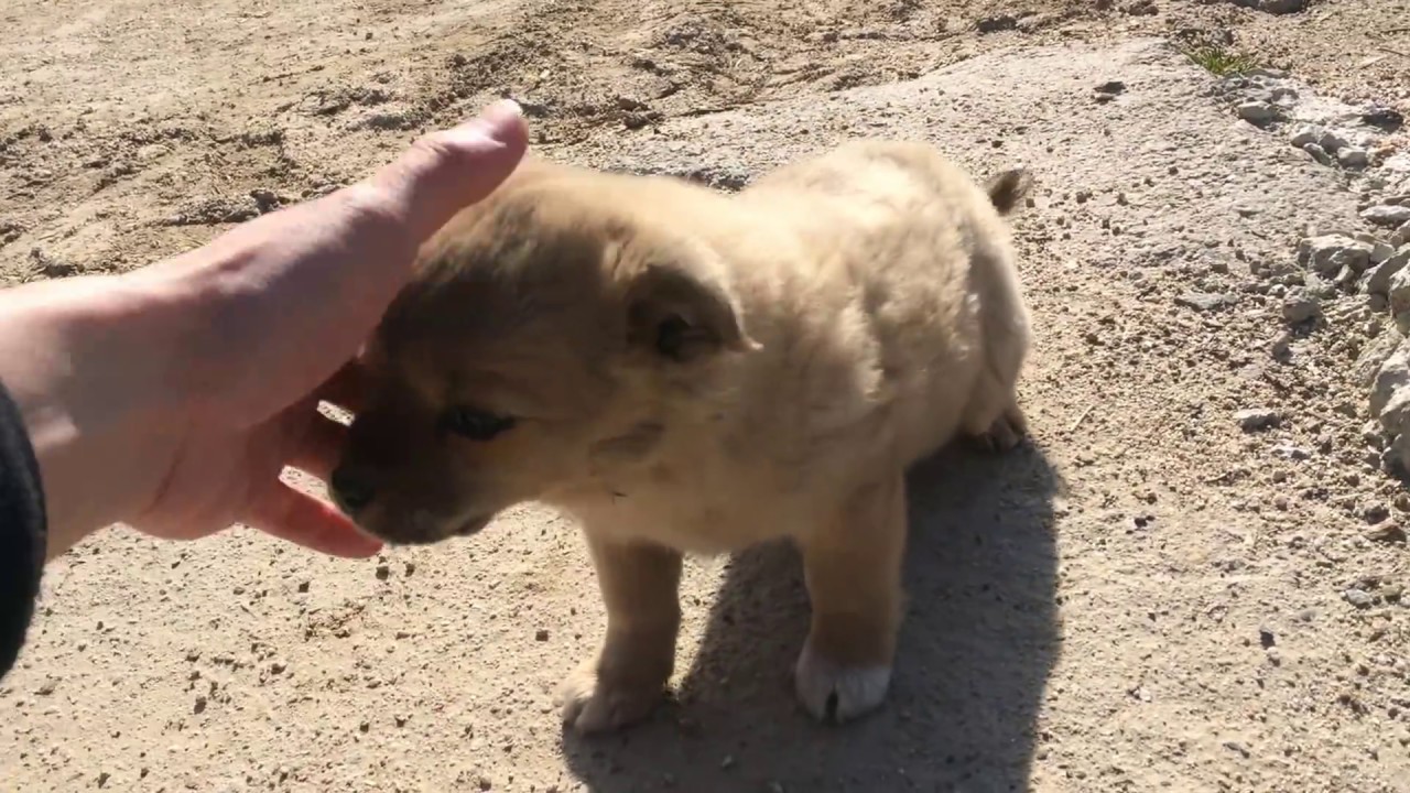 A LITTLE TINY DOG