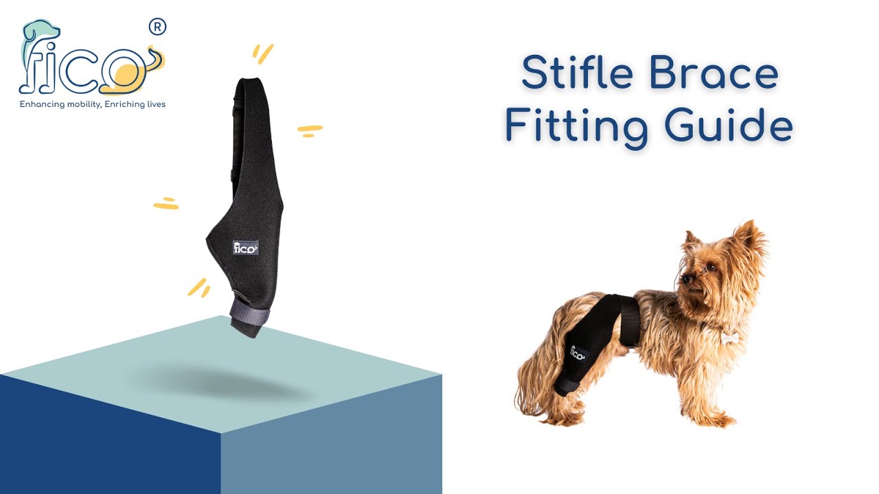 How to Fit the Fico Stifle Brace on Your Dog | Step-by-Step Tutorial