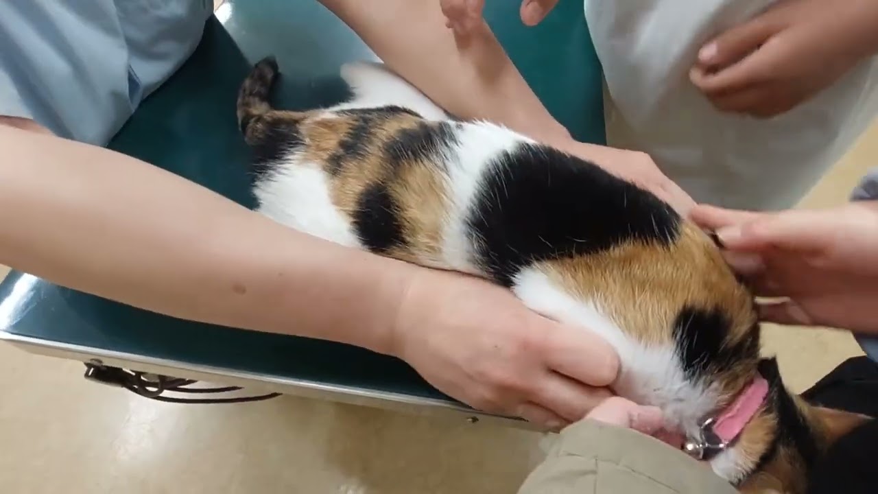 動物病院(編集なし)