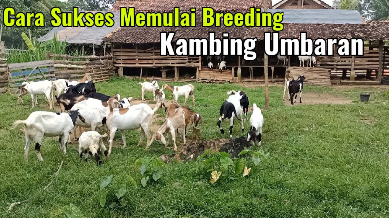 Cara Sukses Breeding Kambing Sistim Umbaran