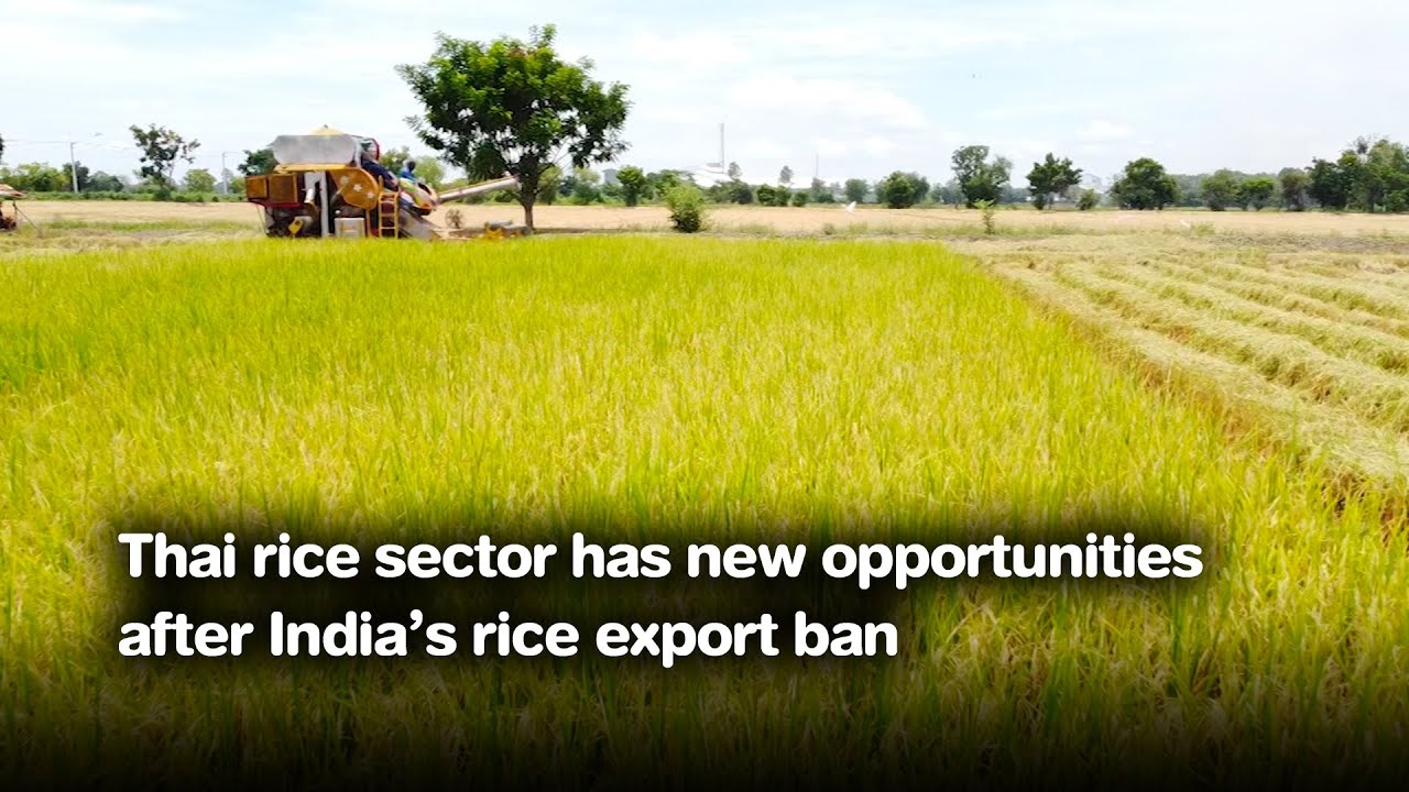 Thai rice sector has new opportunities after India’s rice export ban
