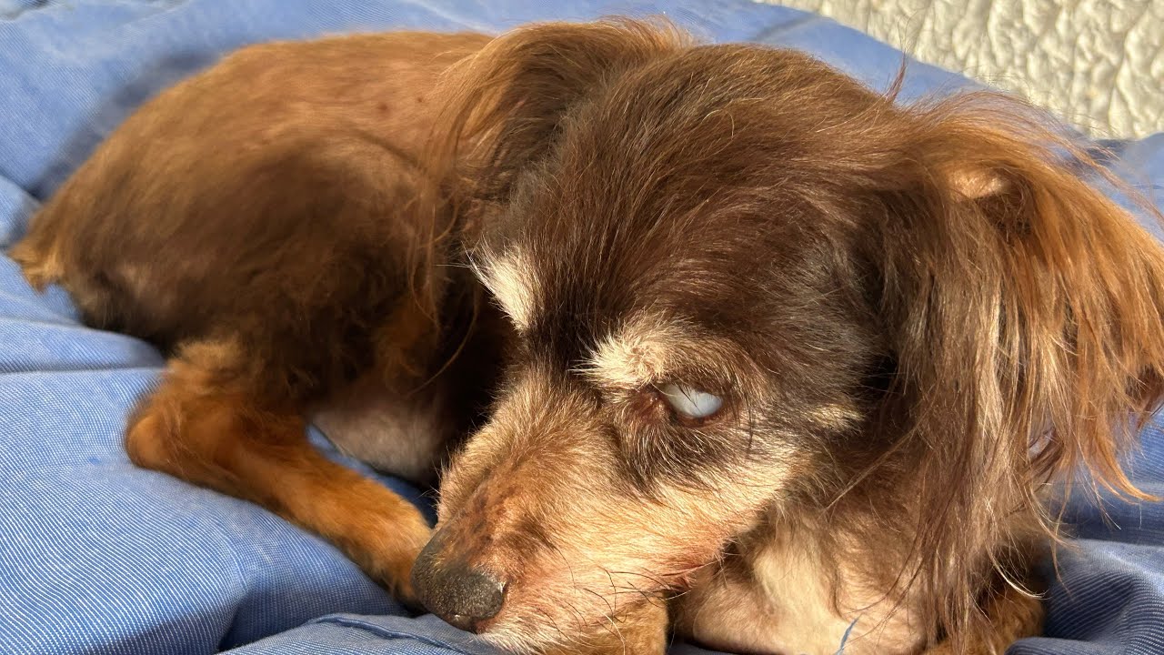 Episódio #02 Rotina de cuidados com a SUSI! Cega a 5 anos.