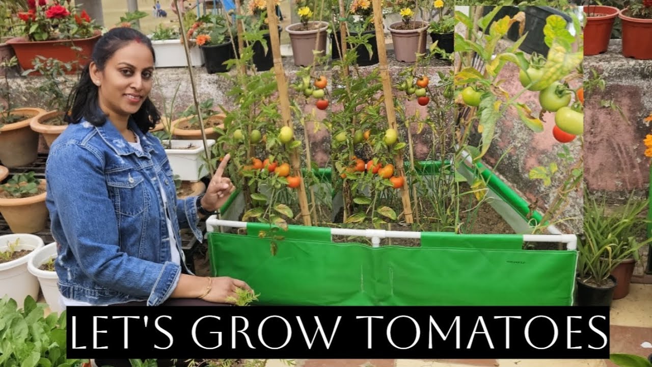 A to Z of tomatoes:soil,fertilizer, pest,diseases,टमाटर को उगाने और कीट से बचाव के सही तरीके जानें 