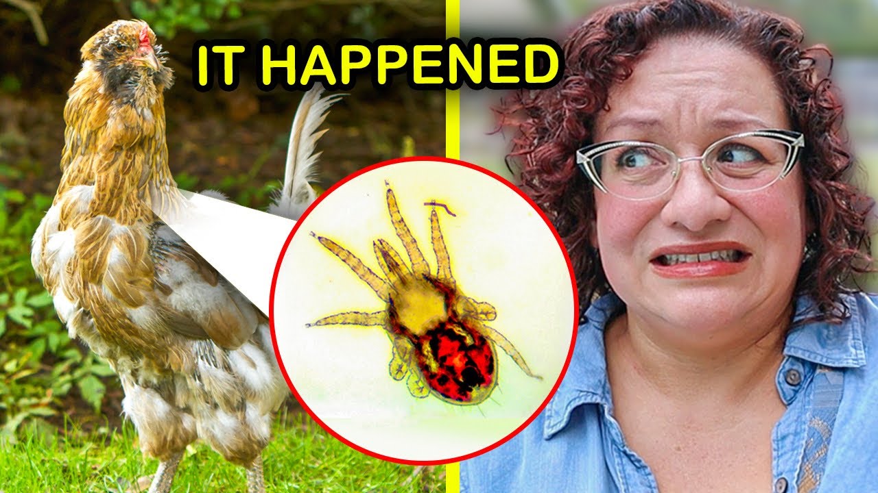 How I FINALLY Got Rid of Poultry Red Mite