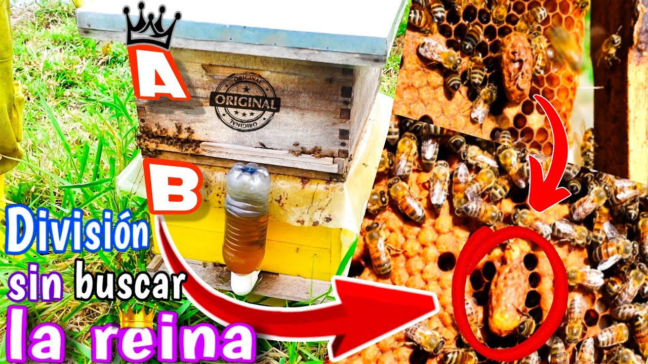 &iexcl;C&oacute;mo Dividir una Colmena | 👉 M&eacute;todo Bentley!