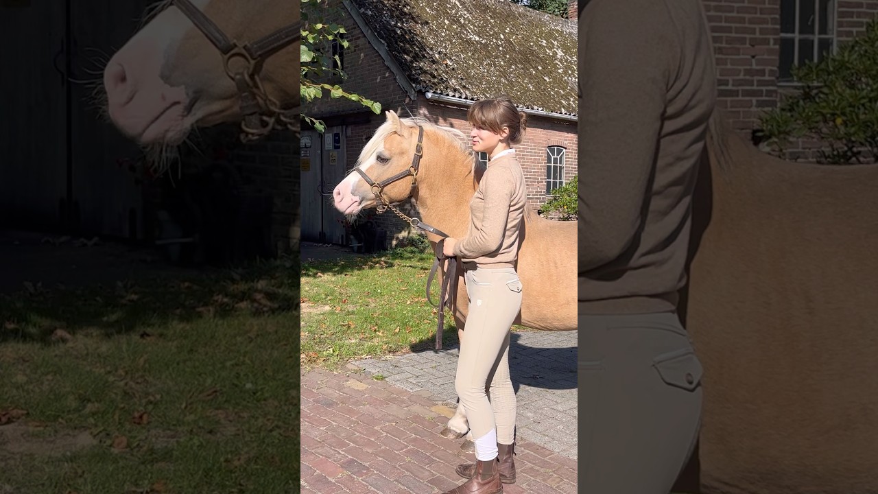 Super Bennie 😍 #palomino #pferde #pferd #cheval #chevaux #paard #paarden #horse #horses #equestrian