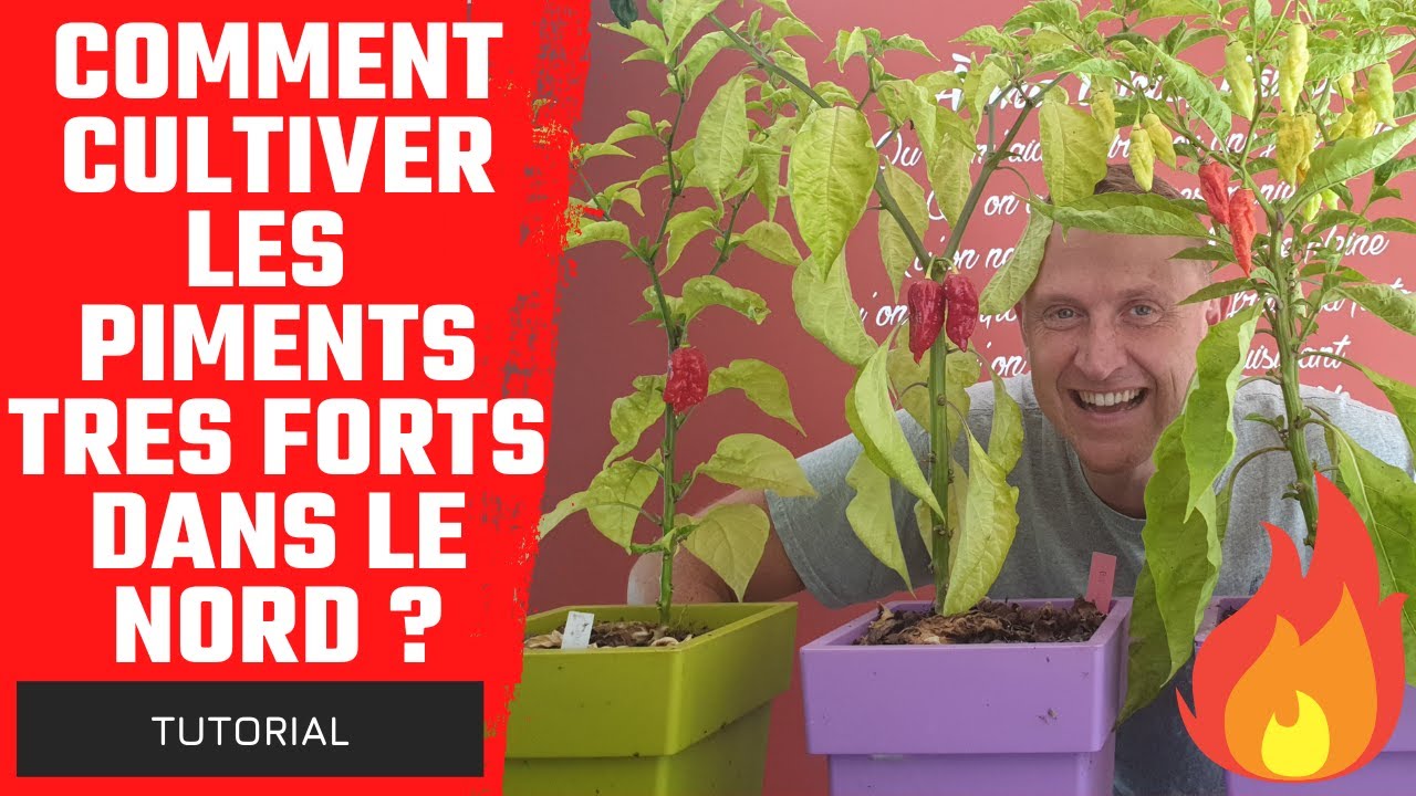 Comment Cultiver les Piments très forts dans le Nord ?