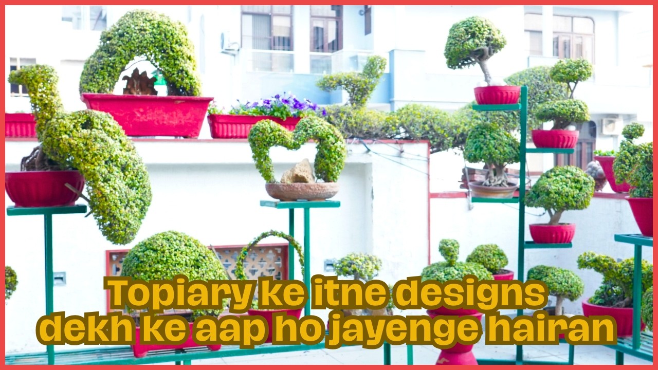 A Terrace Full of Topiaries | Unique Terrace Garden | Roof top Garden full of unique Topiaries