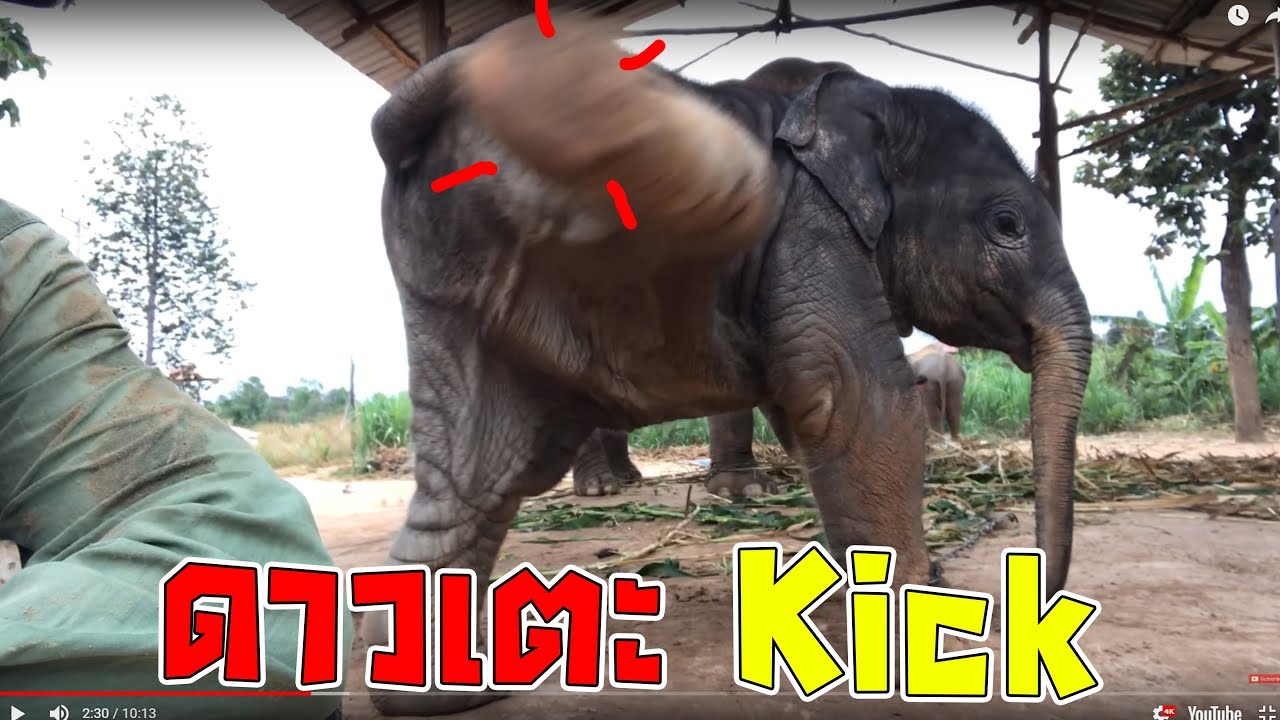 kick ลูกเตะดาวมงคล elephant *-*