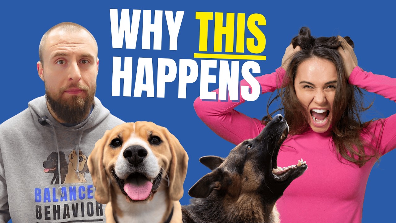 The Fix | Why dogs listen to trainers but NOT YOU