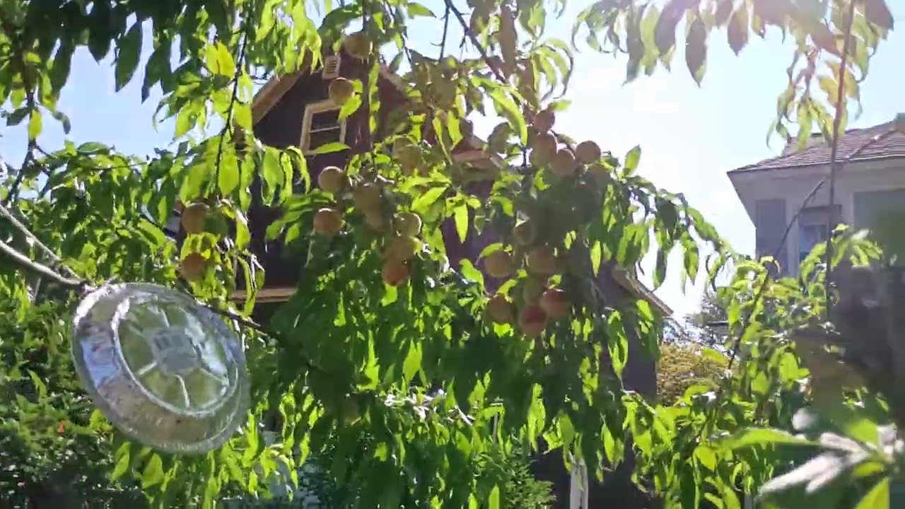 Peach tree: how to assure squirrels do not eat your peaches