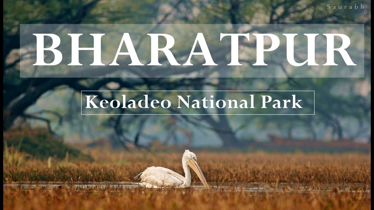 Bharatpur-(केवलादेव नेशनल पार्क/Keoladeo National Park)