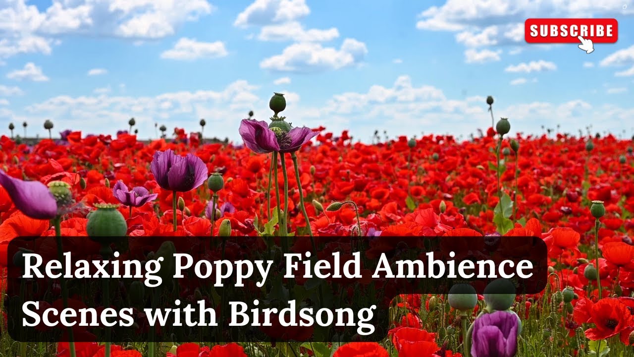 Relaxing Poppy Field Ambience | Birdsong | Calming Nature Video for Sleep & Meditation | 4K