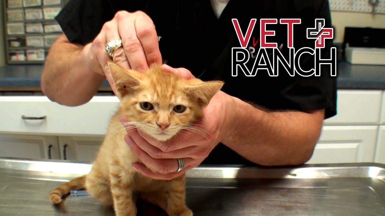 Both His Back Legs Are Broken! :(