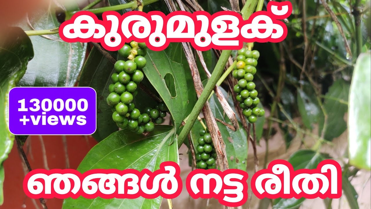 കുരുമുളക് ഞങ്ങൾ നട്ട രീതി | Black Pepper Planting Method | kurumulaku krishi | Malayalam |