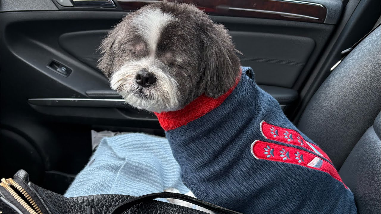 Прогулка по магазинам с моей собакой 🐕🛍️ #youtube #тибетский