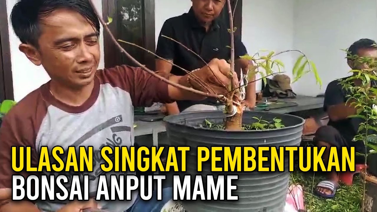 Ulasan Singkat Pembentukan Pohon Bonsai Anting Putri Ukuran Mame