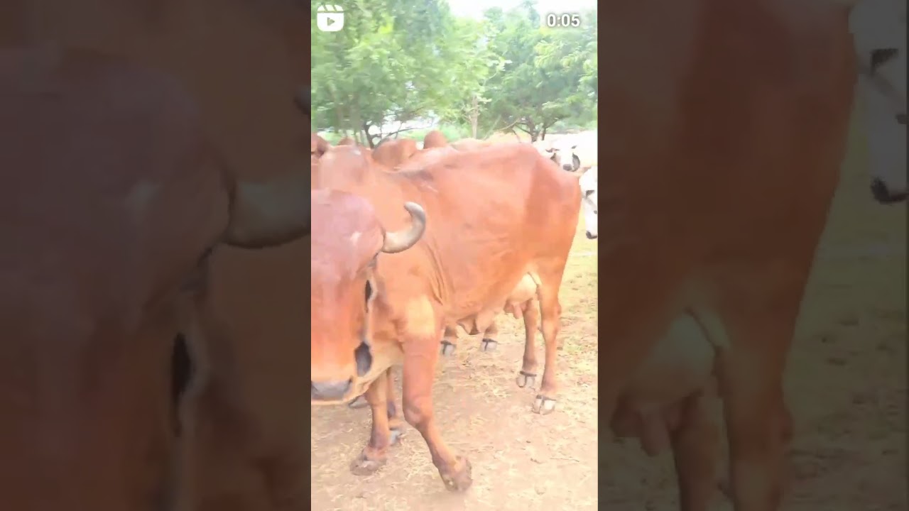 🐂 #song #holstein #bull #gaushalla #gausewa #gausala #farmanimal #thecowsills #animals #cow 🐂