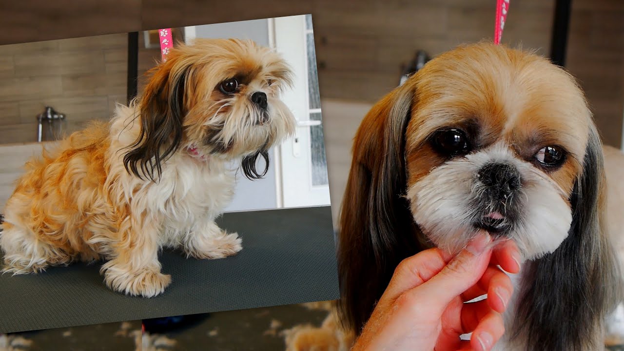 Shih Tzu Full Groom