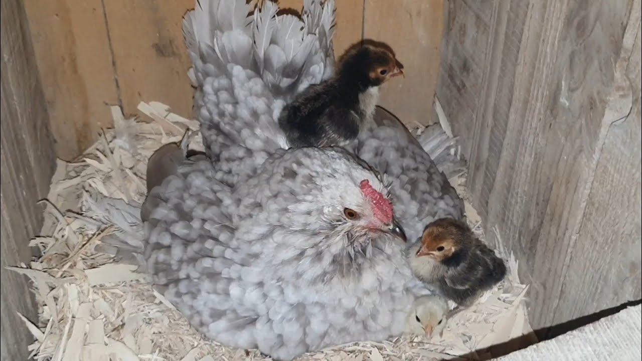 GURK TAVUK NASIL YATIRILIR ? #GURK BAKIMI NASIL OLUR ? #KULUÇKA YATIŞ ve #CİVCİV ÇIKIM TEK VİDEO