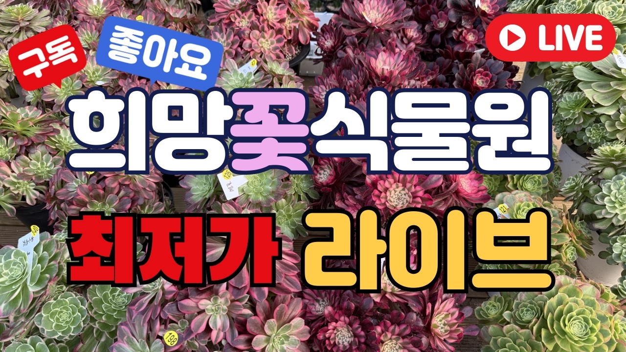 ❤라이브❤봄이오는 소리