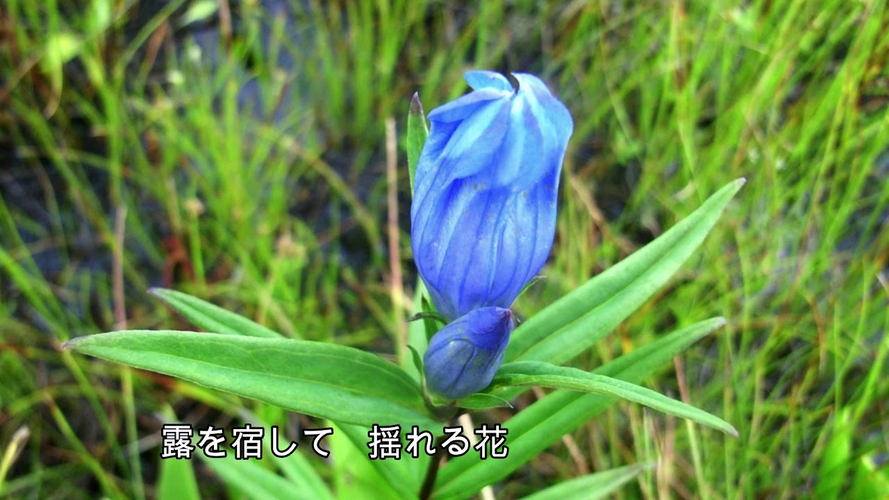 あゝりんどうの花咲けど  舟木一夫