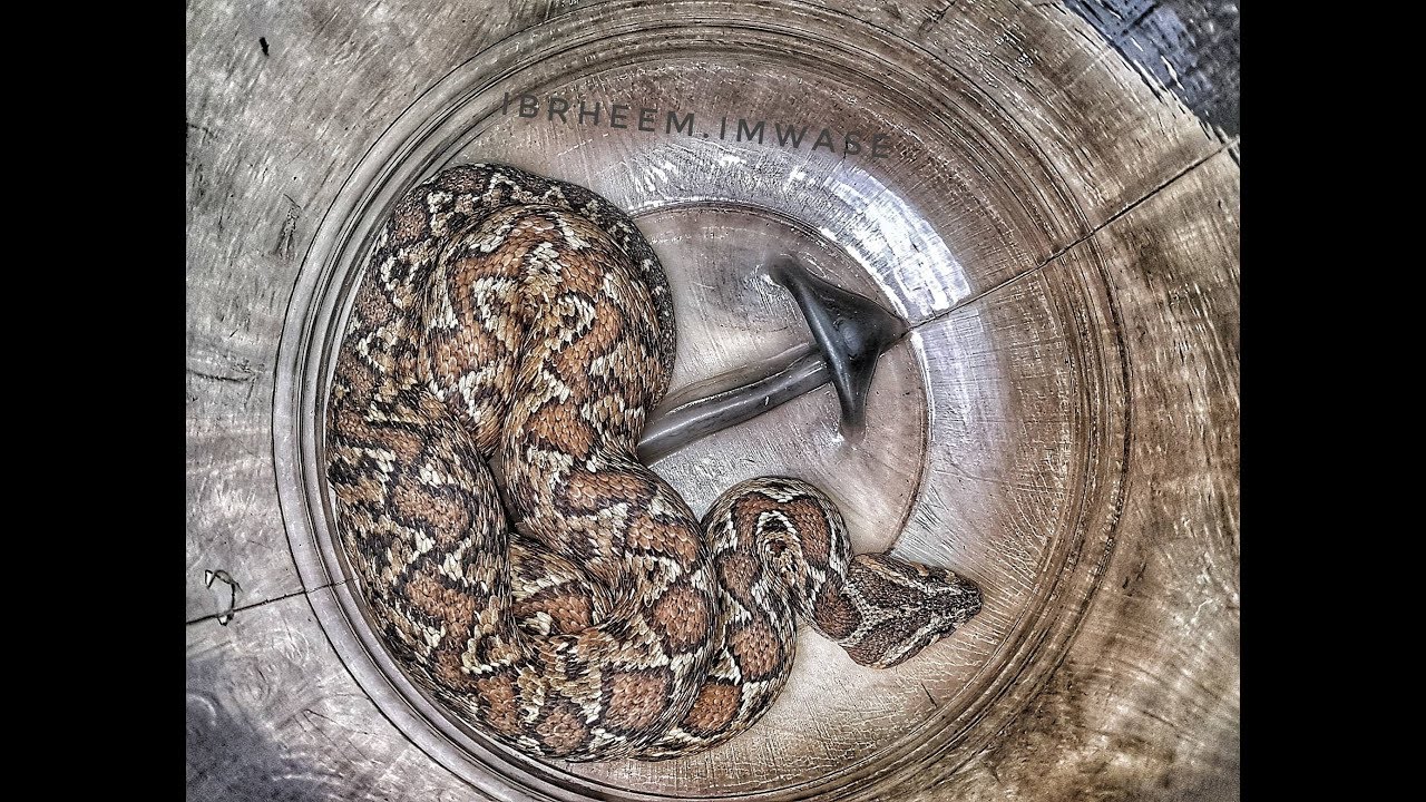 صيد افعى سامه واخرى كانت في خم الحمام مع جمال العمواسي