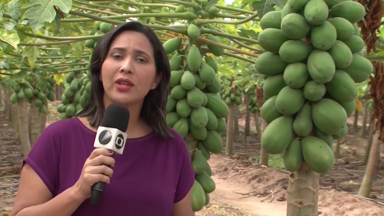 Para a tranquilidade dos agricultores no extremo sul do estado, preço do mamão deve subir