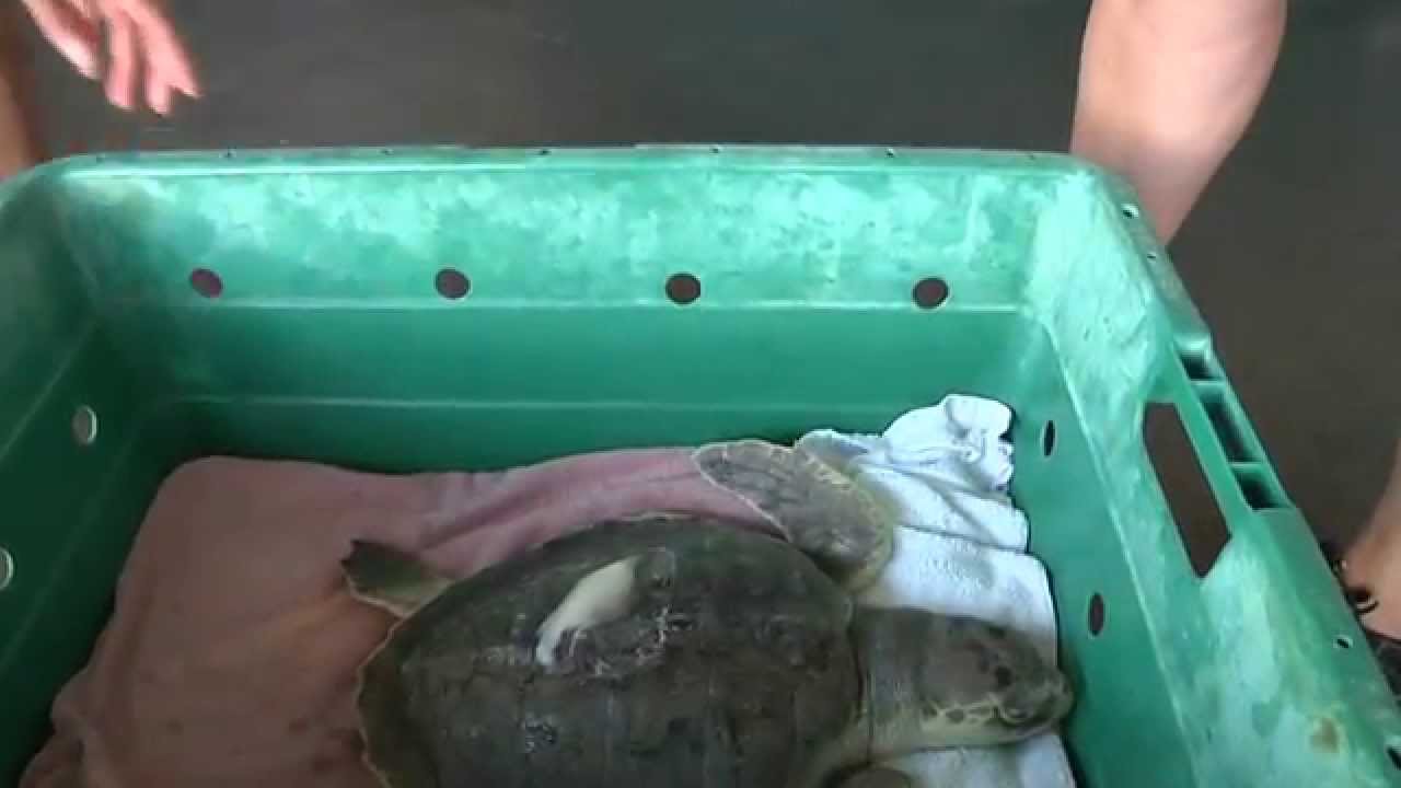 On The Water Vlog - Episode 9 - Sea Turtle Surgery & Release