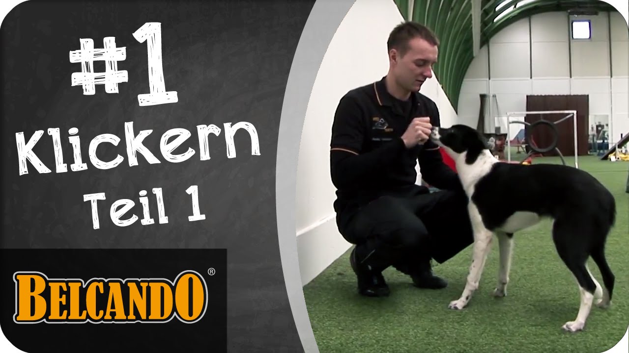 BELCANDO | Agility - Vom Junghund zum Sporthund #1 Klickern 1