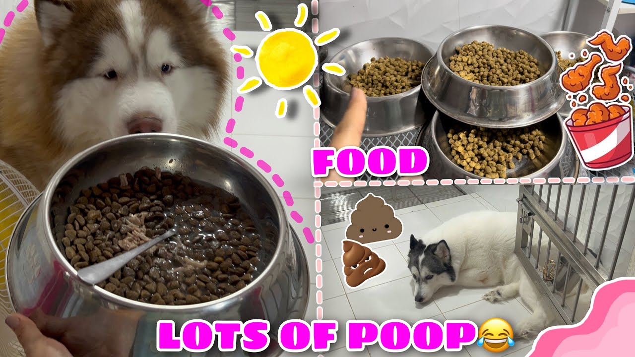 How Do We Clean A Mansion? | Morning Routine With The Pack | Husky Pack TV