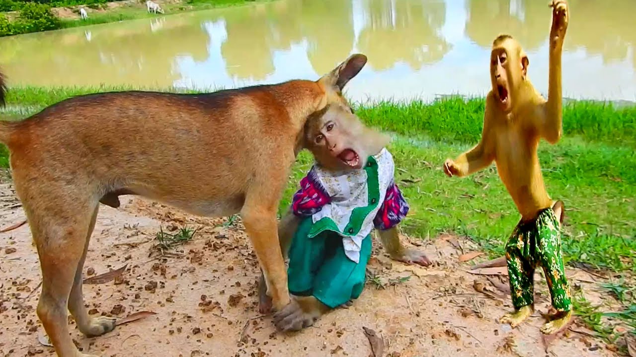 Help Me ! SokYaa Very Afraid Rank Real Bite, Amazing Video