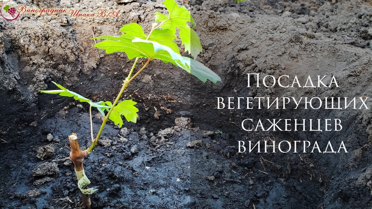 Посадка вегетирующих саженцев винограда. Простейший и быстрый способ для вашего виноградника