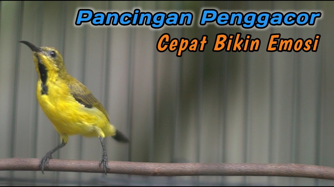 PANCINGAN EMOSI SOGON AGAR CEPAT RESPON GACOR‼️CUIT CUIT CERR BIKIN SOGONMU AUTO RESPON GACOR EMOSI