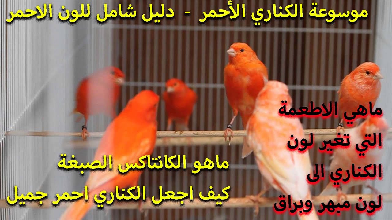 الكناري الأحمر - كل ما يخص اللون الجميل في كل طفرات الكناري