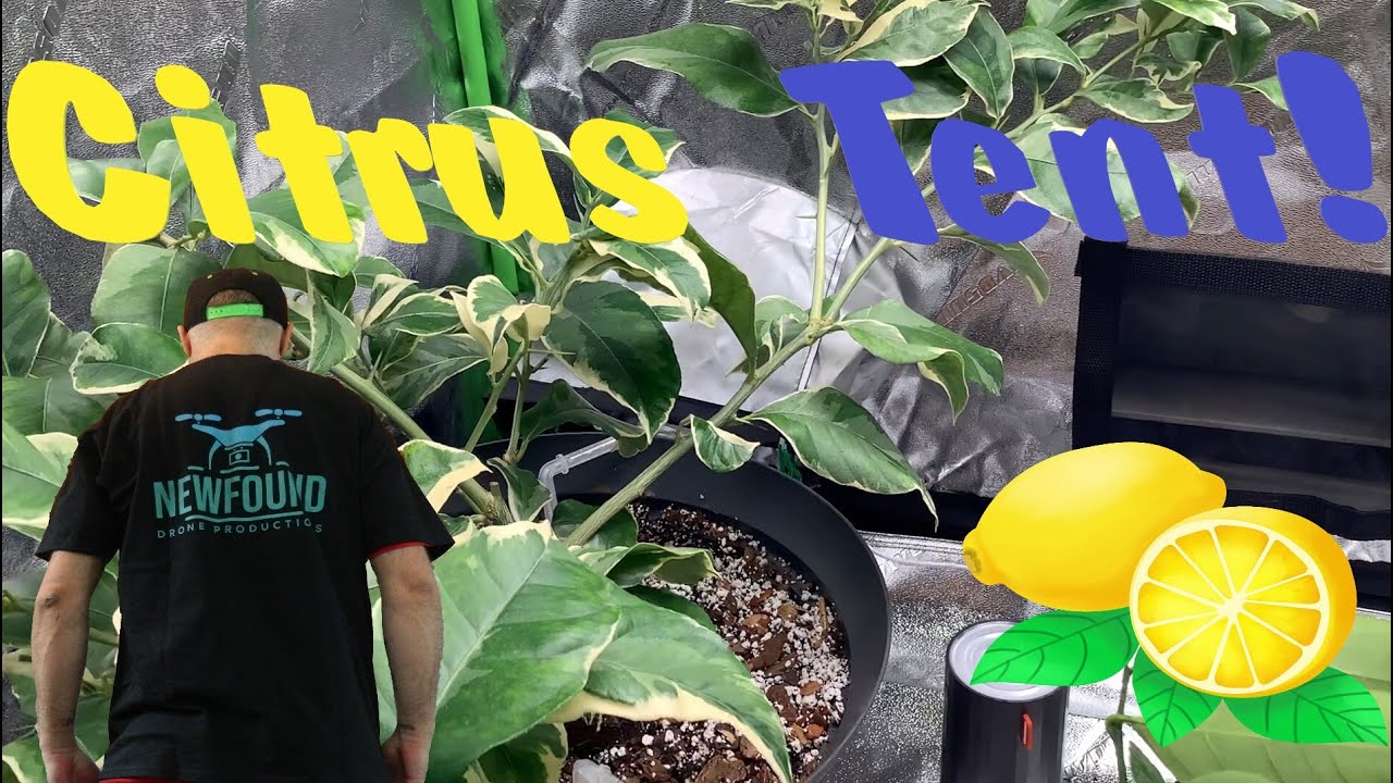 Citrus Tent , Tour #2  Newfoundland Canada